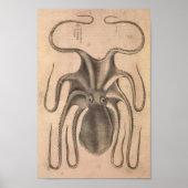  Octopus Print Zee Life Illustratie (Voorkant)