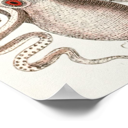 Octopus Red Eye Cephalopod Zee Kunstafdrukken Poster (Hoek)