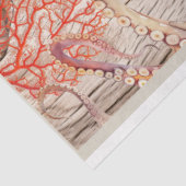 Octopus, roze koraalschelpen kompas ontkoppelingsp tissuepapier (Detail)