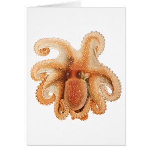 Octopus Salutii, Antieke Mariene Waterdieren