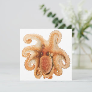 Octopus Salutii, Antieke Mariene Waterdieren