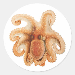 Octopus Salutii, Antieke Mariene Waterdieren Ronde Sticker