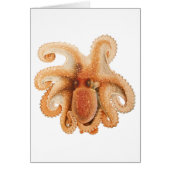  octopus salutii, zeewaterdieren (Voorkant)