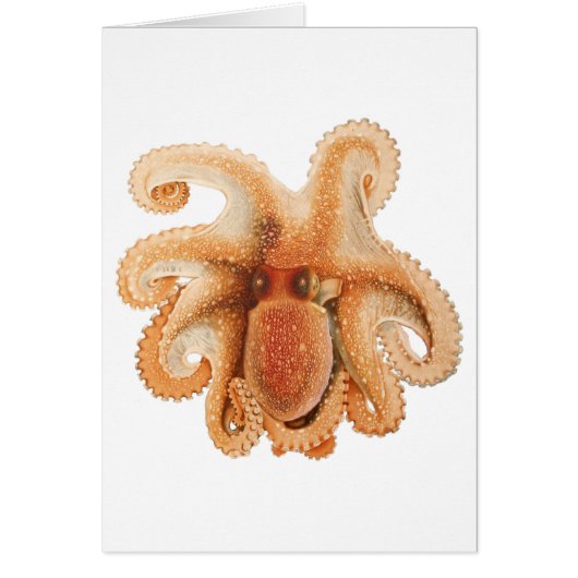 octopus salutii, zeewaterdieren (Voorkant)
