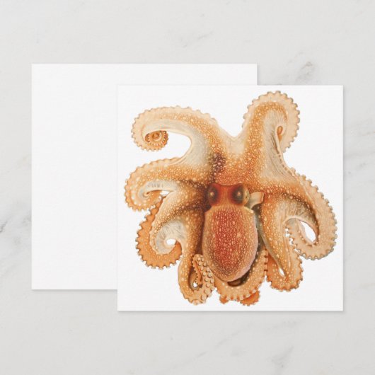 octopus salutii, zeewaterdieren (Voorkant / Achterkant)