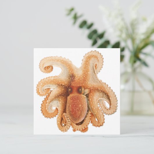octopus salutii, zeewaterdieren (Staand voorkant)