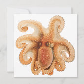 octopus salutii, zeewaterdieren (Voorkant)