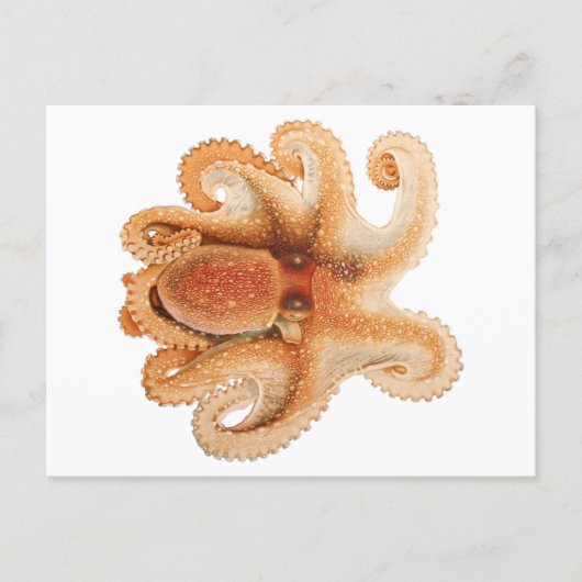  octopus salutii, zeewaterdieren briefkaart (Voorkant)