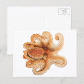 octopus salutii, zeewaterdieren briefkaart (Voorkant / Achterkant)