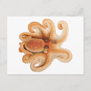 octopus salutii, zeewaterdieren briefkaart