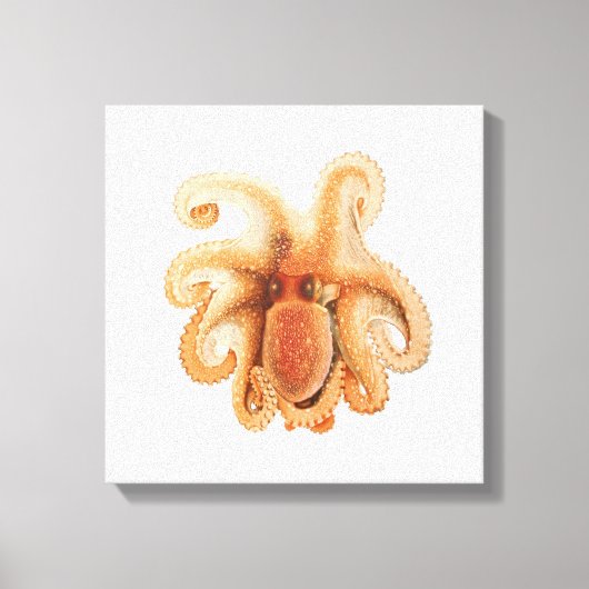 octopus salutii, zeewaterdieren canvas afdruk (Voorkant)