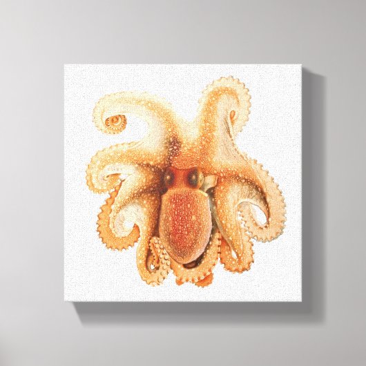 octopus salutii, zeewaterdieren canvas afdruk (Voorkant)