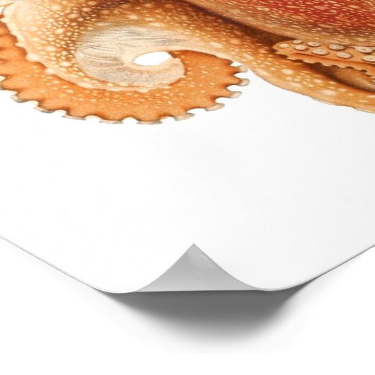 octopus salutii, zeewaterdieren poster (Hoek)