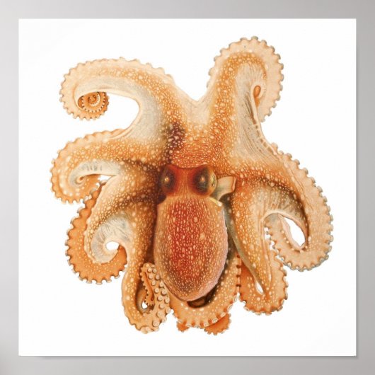 octopus salutii, zeewaterdieren poster (Voorkant)