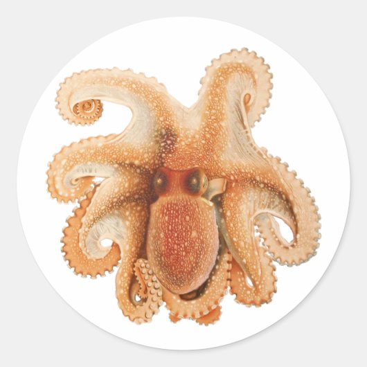 octopus salutii, zeewaterdieren ronde sticker (Voorkant)