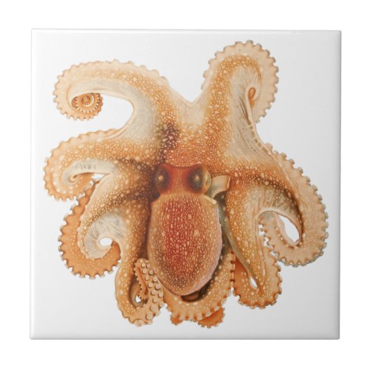 octopus salutii, zeewaterdieren tegeltje (Voorkant)