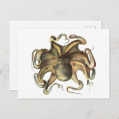 Octopus Squid Animal  Illustratie Briefkaart (Voorkant / Achterkant)
