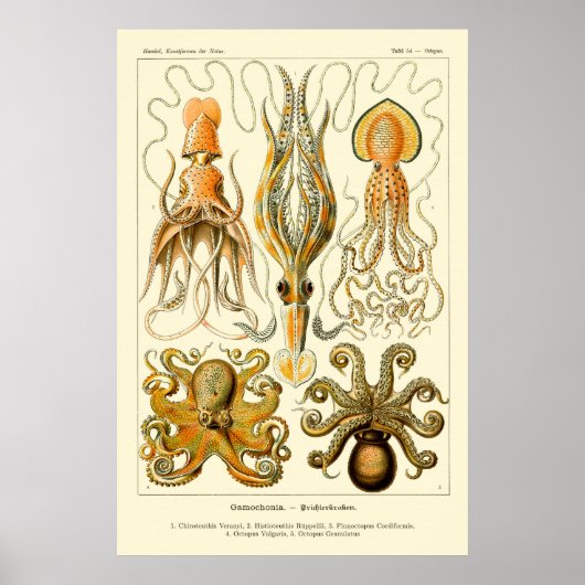 Octopus & Squid Art Poster (Voorkant)