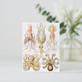 Octopus Squid, Gamochonia door Ernst Haeckel Briefkaart (Staand voorkant)