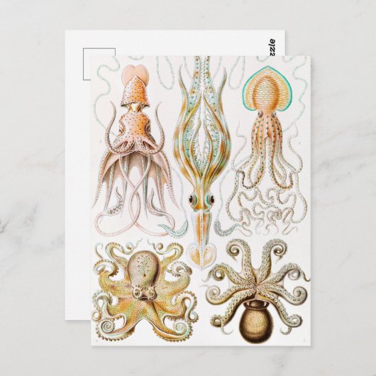 Octopus Squid, Gamochonia door Ernst Haeckel Briefkaart (Voorkant / Achterkant)