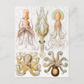 Octopus Squid, Gamochonia door Ernst Haeckel Briefkaart (Voorkant)