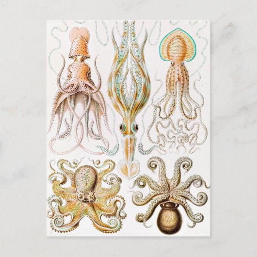Octopus Squid, Gamochonia door Ernst Haeckel Briefkaart (Voorkant)