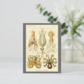 Octopus Squid Gamochonia door Ernst Haeckel Briefkaart (Staand voorkant)