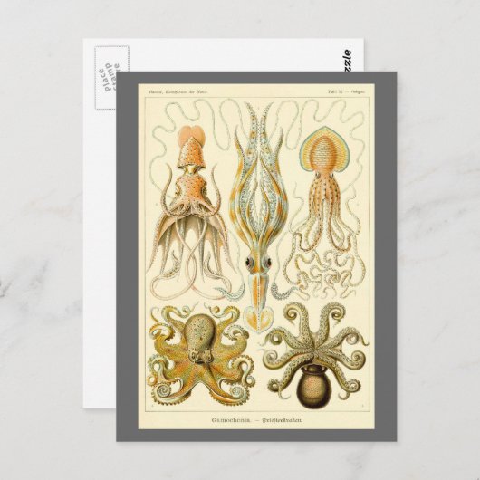  Octopus Squid Gamochonia door Ernst Haeckel Briefkaart (Voorkant / Achterkant)