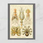  Octopus Squid Gamochonia door Ernst Haeckel Briefkaart (Voorkant)