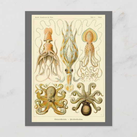 Octopus Squid Gamochonia door Ernst Haeckel Briefkaart (Voorkant)
