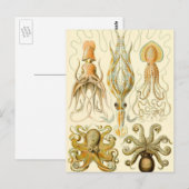  Octopus Squid Gamochonia door Ernst Haeckel Briefkaart (Voorkant / Achterkant)