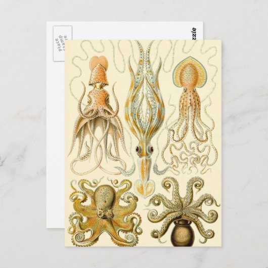 Octopus Squid Gamochonia door Ernst Haeckel Briefkaart (Voorkant / Achterkant)
