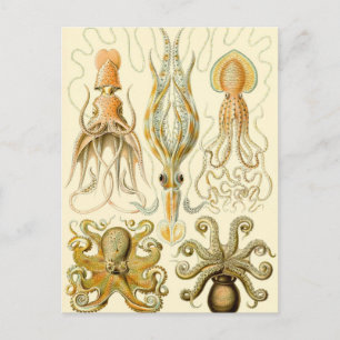 Octopus Squid Gamochonia door Ernst Haeckel Briefkaart