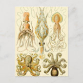 Octopus Squid Gamochonia door Ernst Haeckel Briefkaart (Voorkant)