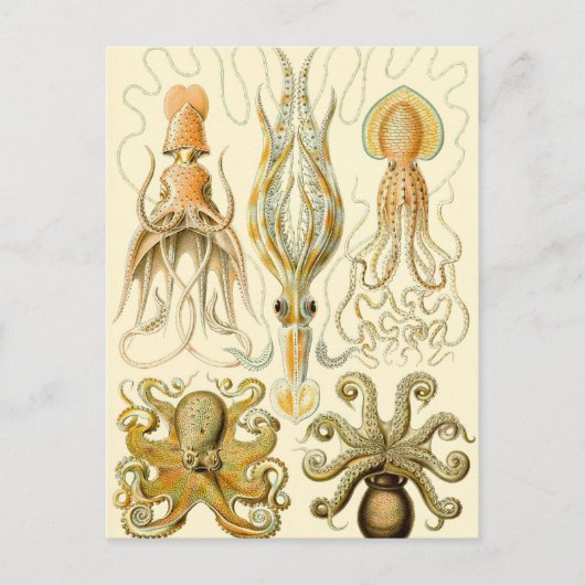  Octopus Squid Gamochonia door Ernst Haeckel Briefkaart (Voorkant)