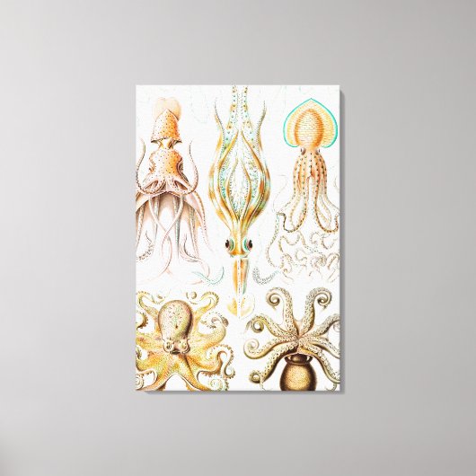 Octopus Squid, Gamochonia door Ernst Haeckel Canvas Afdruk (Voorkant)