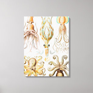 Octopus Squid, Gamochonia door Ernst Haeckel Canvas Afdruk