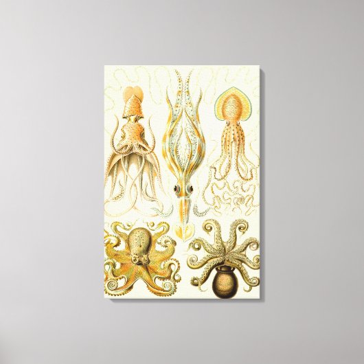 Octopus Squid Gamochonia door Ernst Haeckel Canvas Afdruk (Voorkant)