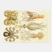  Octopus Squid Gamochonia door Ernst Haeckel Inpakpapier Vel (Voorkant)
