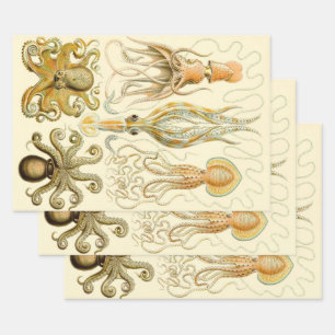  Octopus Squid Gamochonia door Ernst Haeckel Inpakpapier Vel