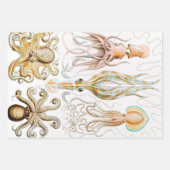 Octopus Squid, Gamochonia door Ernst Haeckel Inpakpapier Vel (Voorkant 2)