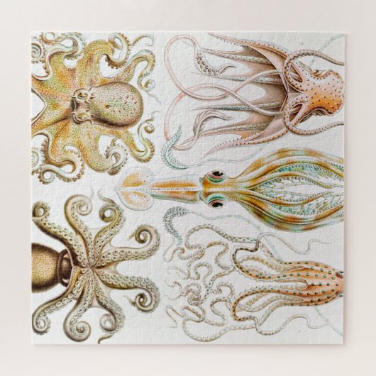 Octopus Squid, Gamochonia door Ernst Haeckel Legpuzzel (Horizontaal)