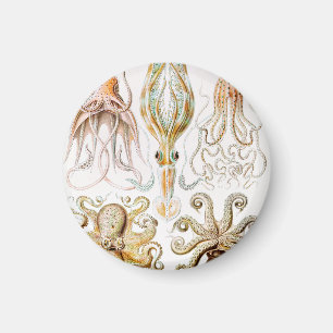 Octopus Squid, Gamochonia door Ernst Haeckel Magneet