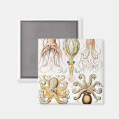 Octopus Squid, Gamochonia door Ernst Haeckel Magneet (Voorkant / Achterkant)