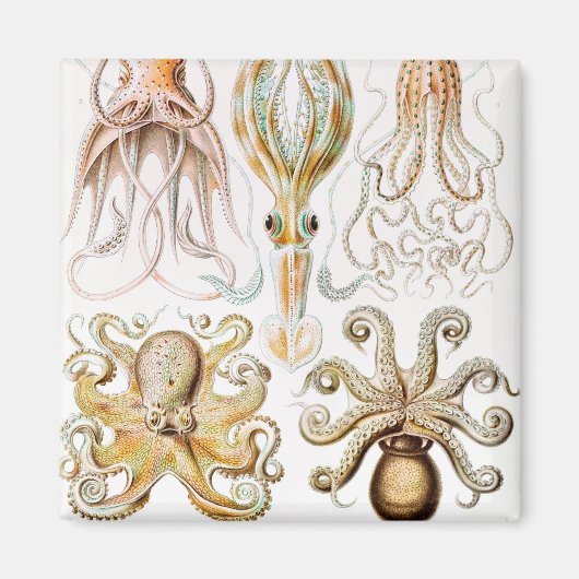 Octopus Squid, Gamochonia door Ernst Haeckel Magneet (Voorkant)