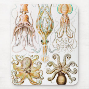 Octopus Squid, Gamochonia door Ernst Haeckel Muismat