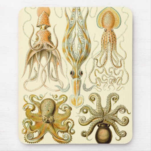Octopus Squid Gamochonia door Ernst Haeckel Muismat (Voorkant)