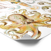 Octopus Squid, Gamochonia door Ernst Haeckel Poster (Hoek)