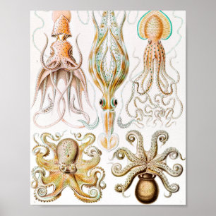 Octopus Squid, Gamochonia door Ernst Haeckel Poster