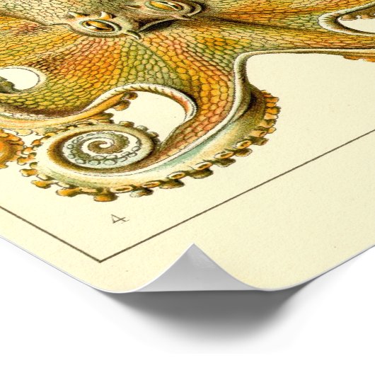  Octopus Squid Gamochonia door Ernst Haeckel Poster (Hoek)